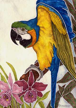 A blue and gold macaw giclée print from a watercolor painted by avian artist J. Price Wiesman, ©2003.