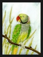 Alexandrine Parakeet