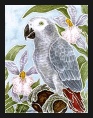 African Grey