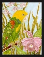 Double Yellow-headed Parrot
