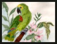 Blue Front Amazon Parrot