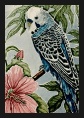 Budgerigar, Blue