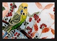 Budgerigar, Green