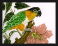 Caique