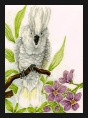 Umbrella Cockatoo