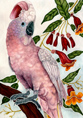 Cockatoo, Moluccan