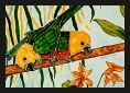 Conure Parrots