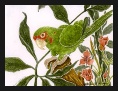 Conure Mitred Parrot