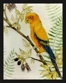 Sun Conure Parrot