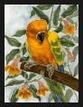 Sun Conure Parrot