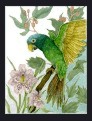 Blue Crown Conure Parrot