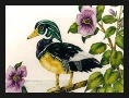 Duck, Wood Duck