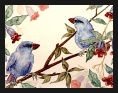 Finches, Lavender