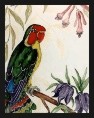 Lovebird, West African