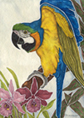 Blue and Gold Macaw #2