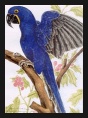 Hyacinth Macaw