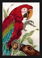 Green-winged Macaw