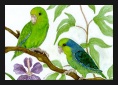 Parrolets