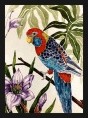 Parakeet, Rosella