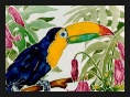 Toucan